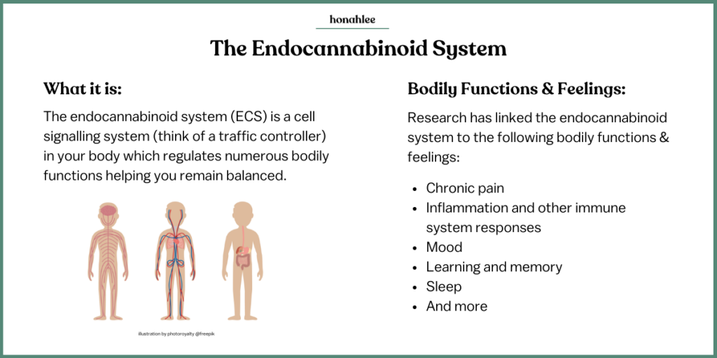 The Endocannabinoid System illustration by photoroyalty