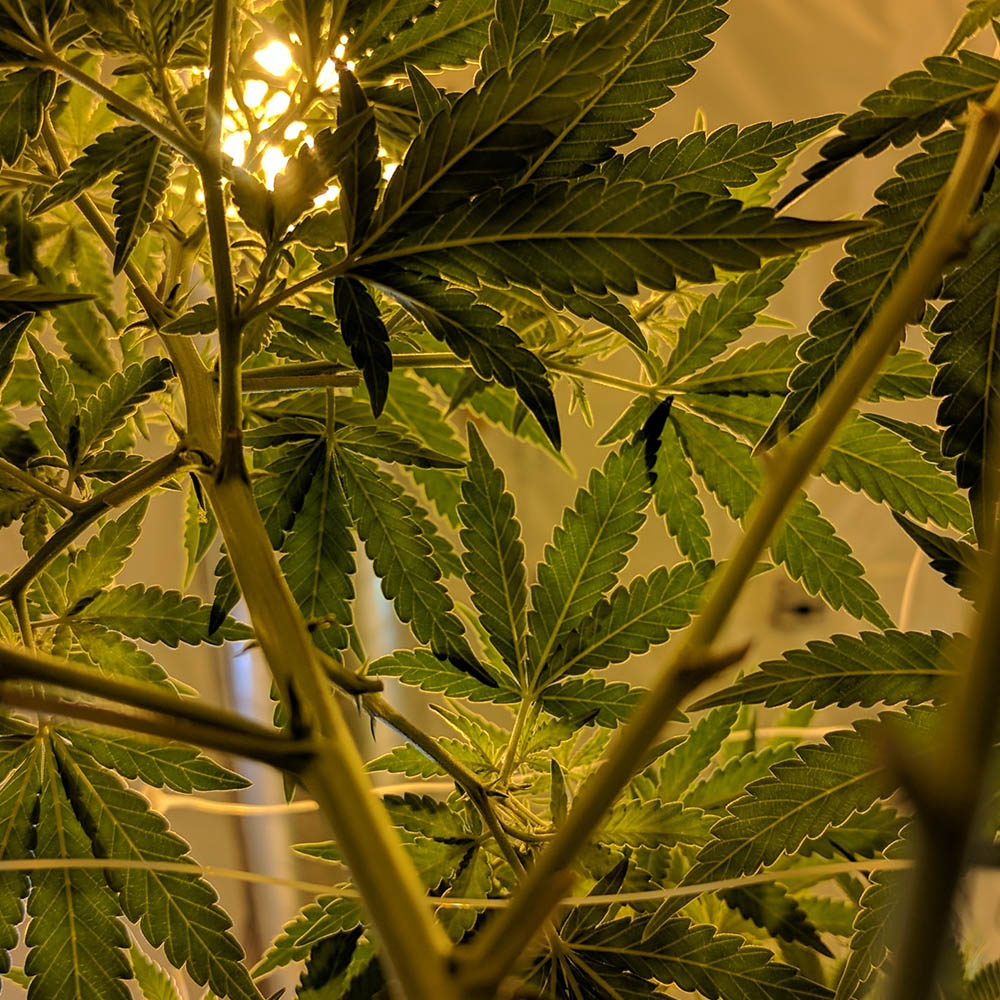 The Difference Between Marijuana, Cannabis and Hemp Explained