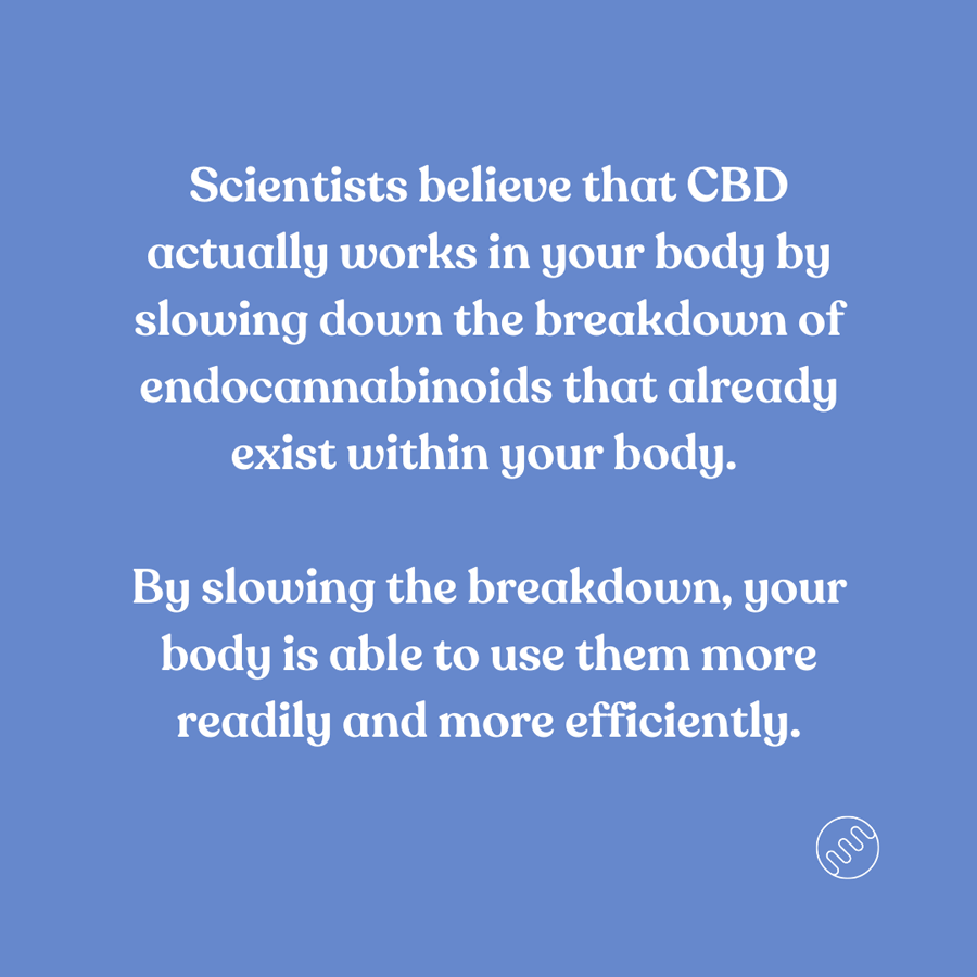 CBD slows the breakdown of endocannabinoids