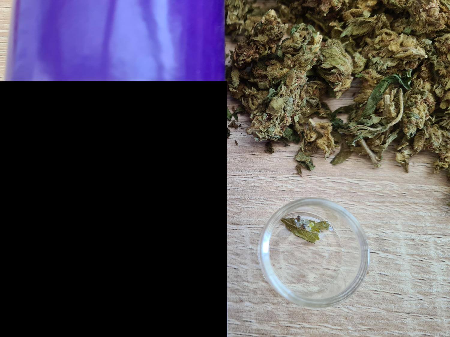 medical cannabis containing larvae