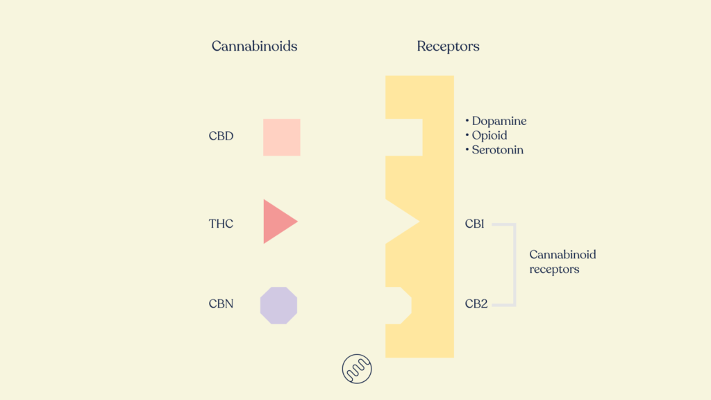 cannabinoids and receptors like lock and key honahlee