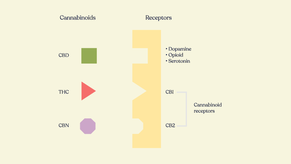 cannabis cannabinoids and receptor interaction by honahlee