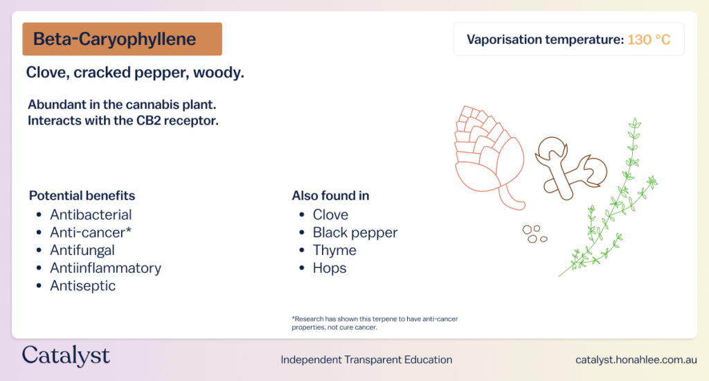 properties of beta caryophyllene terpene effects catalyst cannabis education