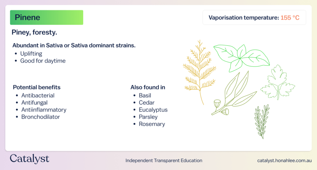 properties of pinene terpene effects catalyst cannabis education