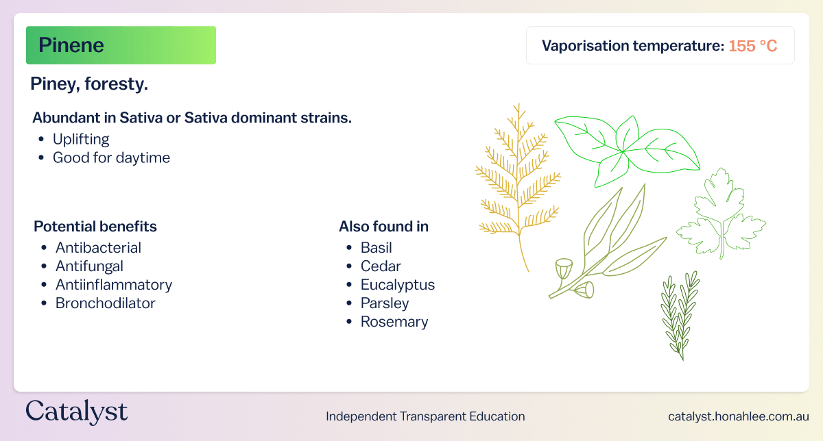 Cannabis Terpenes Benefits & Effects Catalyst